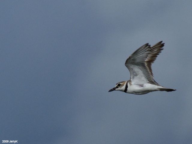 Wilson's Plovers